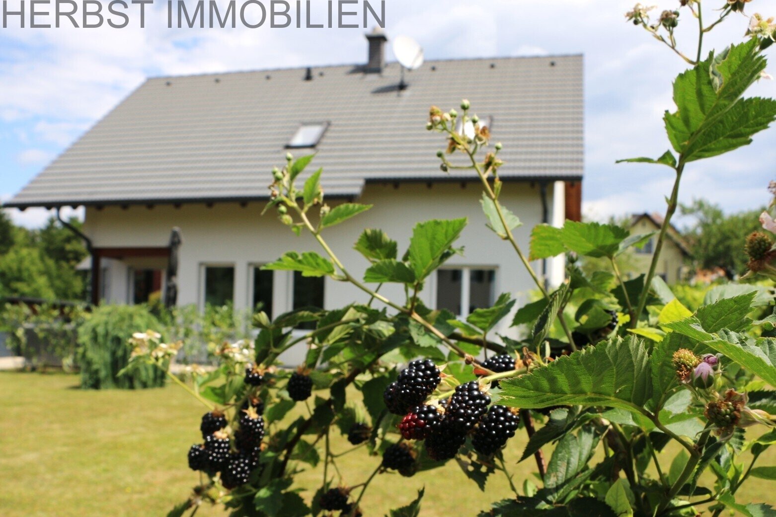 Beeren Hecke Beeren Hecke