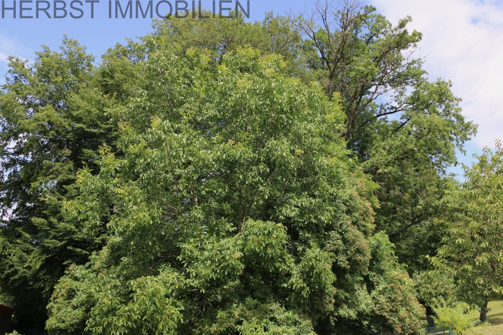 Schattenbaum Garten Schattenbaum Garten